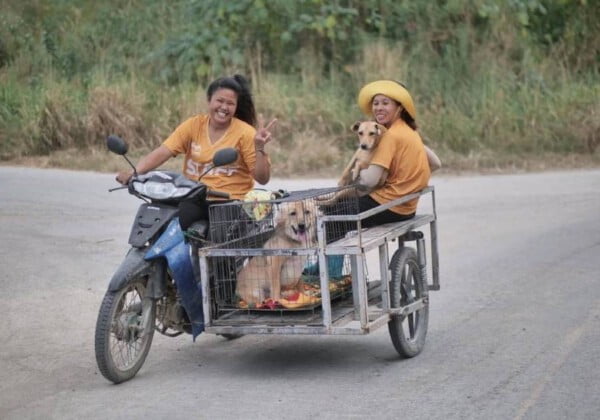 Santuário acolhe cães deficientes na Tailândia santuario acolhe caes na tailandia 4