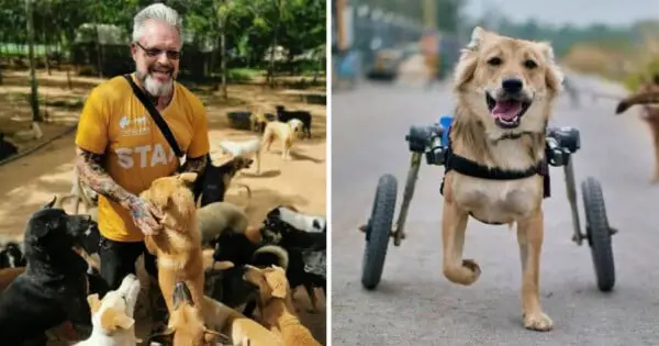 Santuário acolhe cães deficientes na Tailândia santuario acolhe caes na tailandia