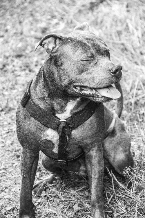 Esta mulher tinha medo de pitbulls – até ser salva por um deles Mulher salva por pitbull