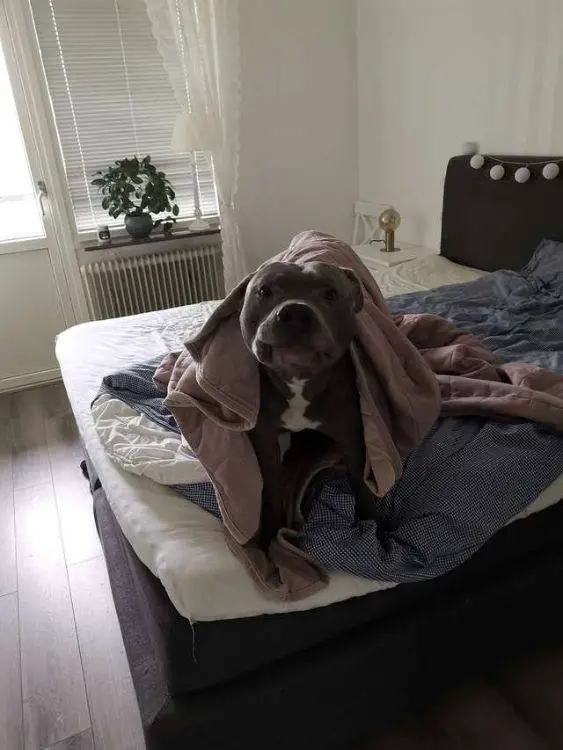Esta mulher tinha medo de pitbulls – até ser salva por um deles Mulher salva por pitbull