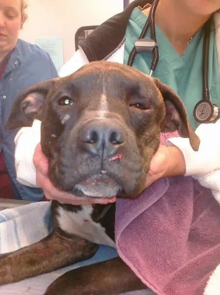 Pitbull encontra um novo lar após 10 anos em abrigos Pitbull encontra um novo lar após 10 anos em abrigos