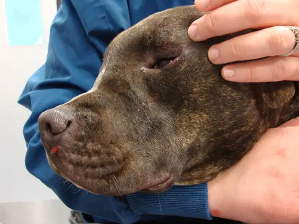 Pitbull encontra um novo lar após 10 anos em abrigos Tatiana, a pit bull | Créditos: MACKENZIE’S ANIMAL SANCTUARY