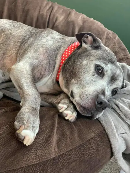 Pitbull encontra um novo lar após 10 anos em abrigos Tatiana, a pit bull | Créditos: MACKENZIE’S ANIMAL SANCTUARY