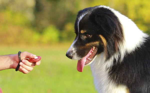 Adestramento de cães