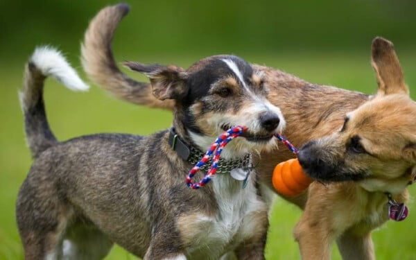 Adestramento de cães1