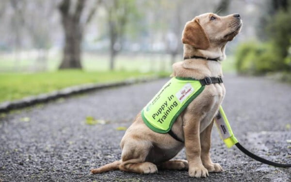 Adestramento de cães2