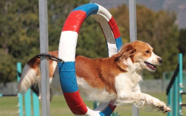 Agility