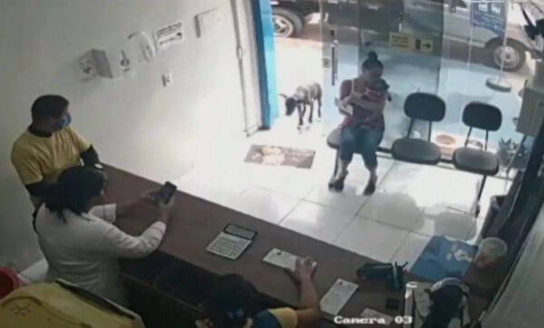 Cachorro machucado procura sozinho ajuda em clinica veterinária Cachorro procura ajuda veterinária