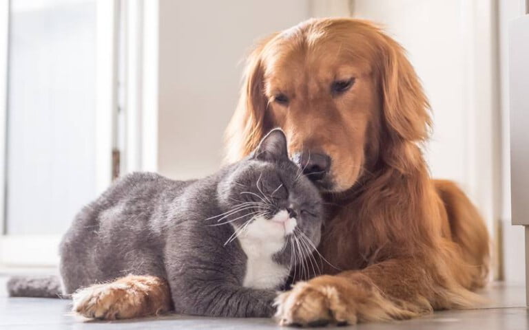 A convivência entre cães e gatos