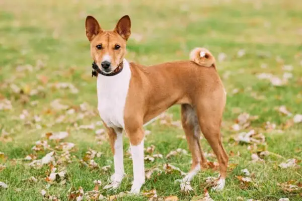 5 curiosidades sobre o rabo dos cachorros Curiosidades sobre o rabo dos cachorros