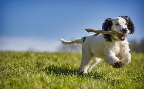 Diversao na vida do cachorro