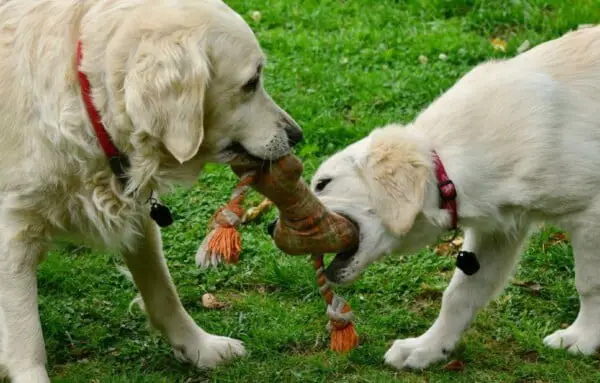 Diversao na vida do cachorro1