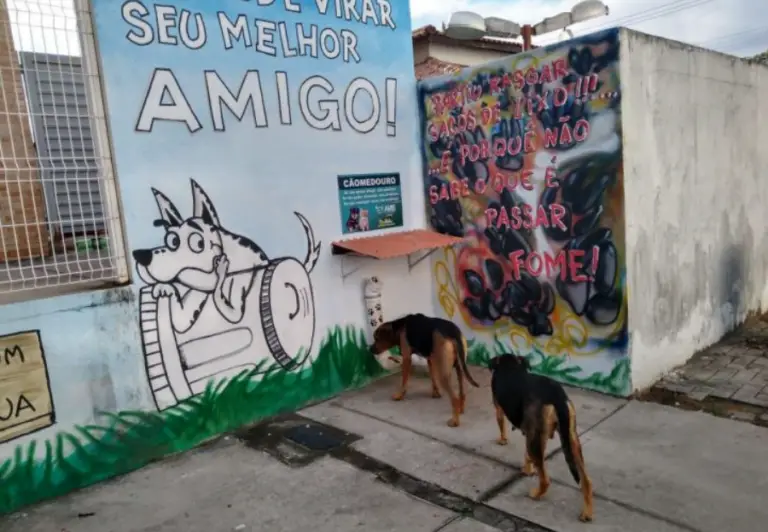 Moradores criam espaço de alimentação para animais de rua em cidade do ES