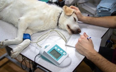 Leucemia em cães: causas, sintomas e tratamento