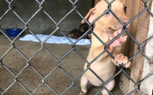 Negligência com animais de estimação Negligência com animais (1)