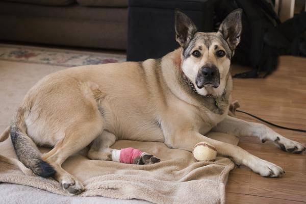 Primeiros socorros para cães1