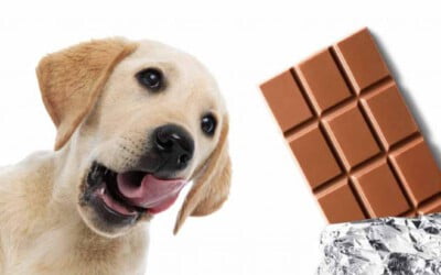 O meu cachorro comeu chocolate. E agora, o que fazer?