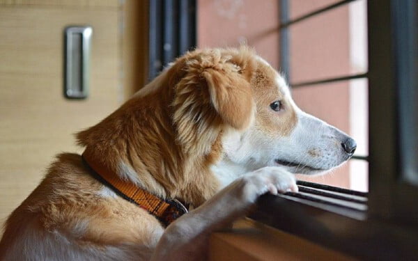 Por que alguns cães ficam no túmulo dos donos