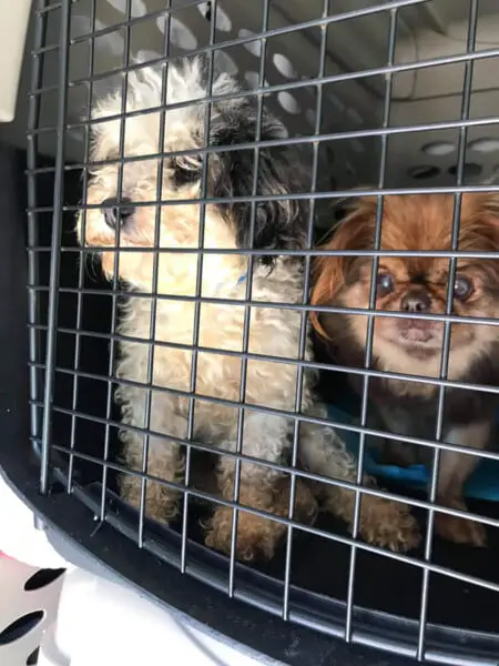 Amantes de animais se unem para salvar 100 cachorros de rua Amantes de animais se unem para salvar 100 cachorros de rua