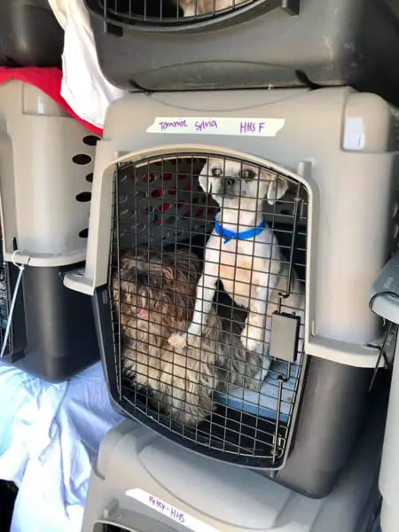 Amantes de animais se unem para salvar 100 cachorros de rua Amantes de animais se unem para salvar 100 cachorros de rua