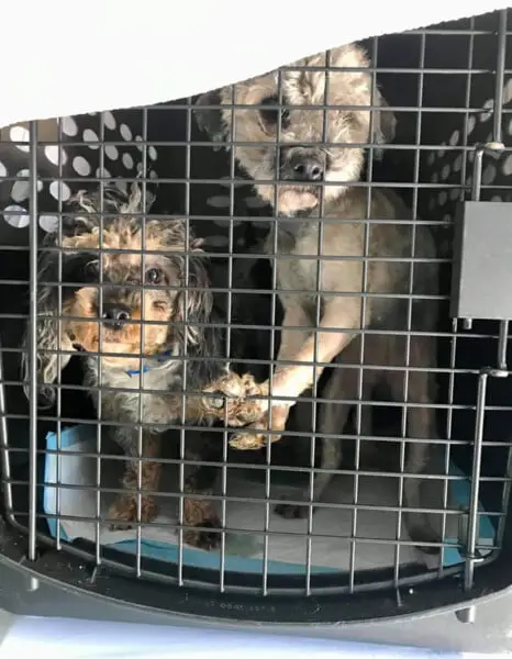 Amantes de animais se unem para salvar 100 cachorros de rua Amantes de animais se unem para salvar 100 cachorros de rua