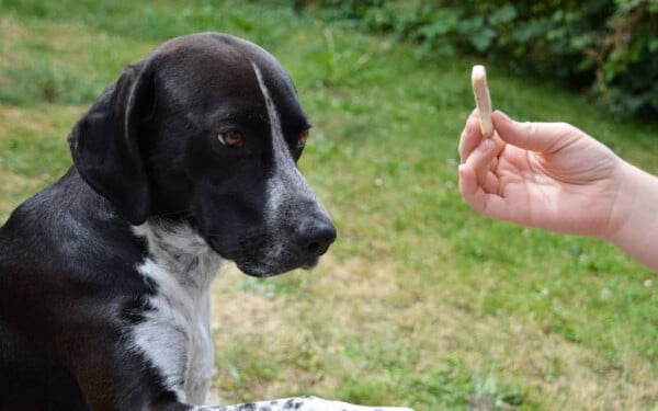 Adestramento cães