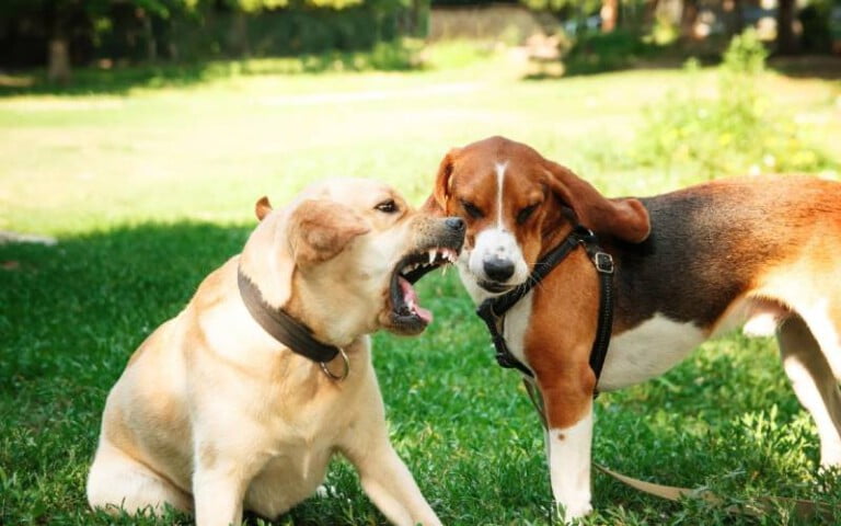 Agressividade canina: como lidar com a agressividade dos cachorros?