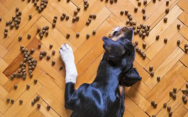 Alimentos para cães