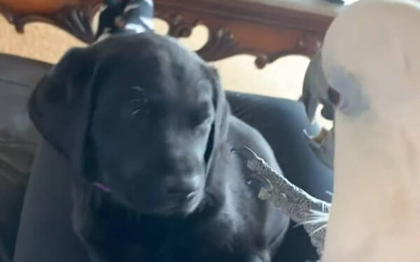 Cacatua diz 'eu te amo' para labrador e viralizada no TikTok Cacatua e labrador
