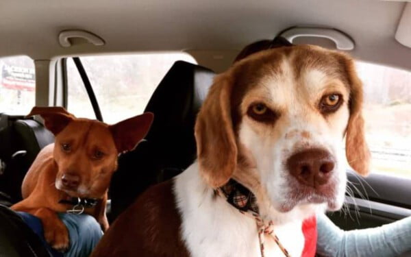 Cachorro abandonado em acampamento encontra nova família Cachorro abandonado