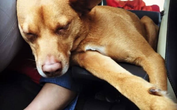 Cachorro abandonado em acampamento encontra nova família Cachorro abandonado1
