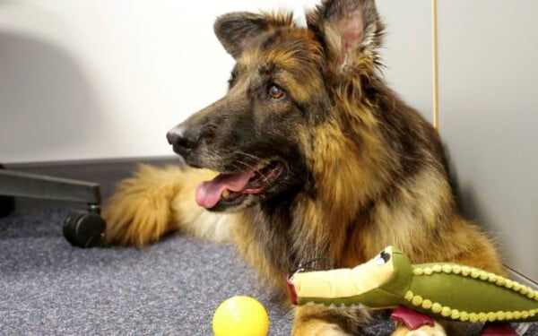 Cachorra jogado no rio com pedra amarrada no pescoço é adotado após 15 meses de recuperação Cachorro sobrevive afogamento2