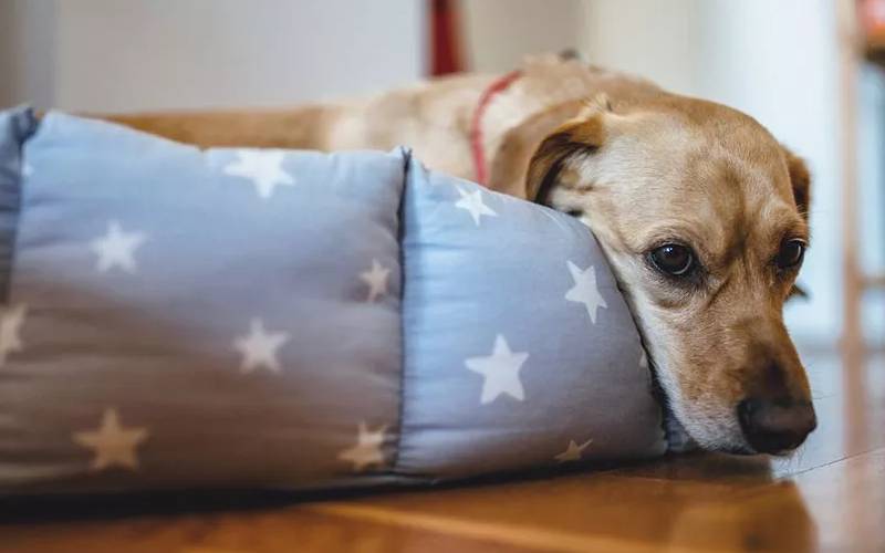 O Que Dar Pro Cachorro Quando Ele Esta Vomitando