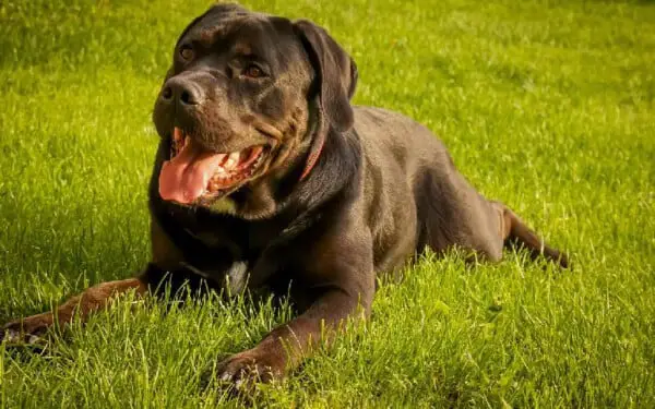 Cane corso: saiba tudo sobre a raça