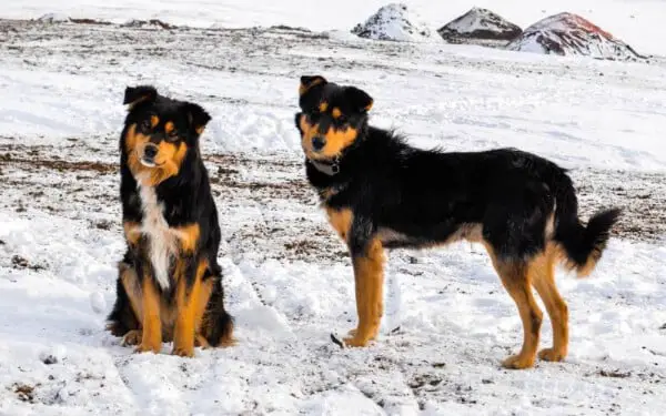 Cão inverno