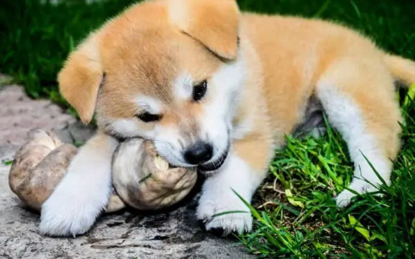 O que os cães podem comer