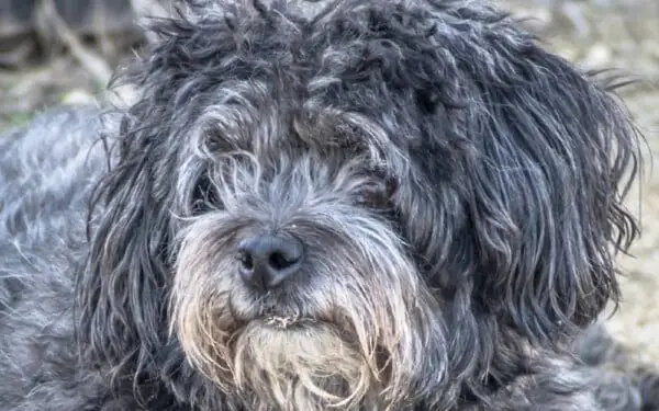 Pode dar paracetamol para cachorro? Paracetamol para cachorro