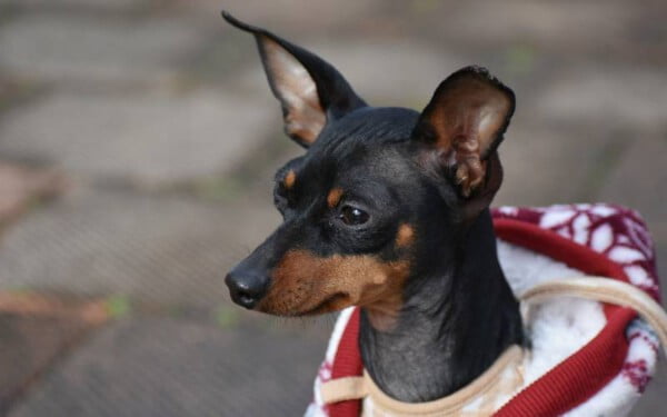 Pinscher miniatura