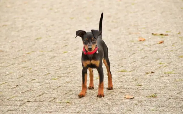 Pinscher miniatura1