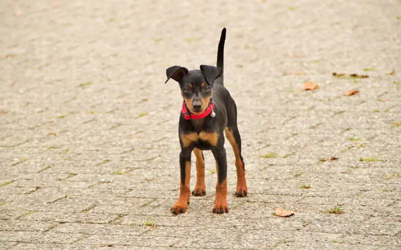 Pinscher miniatura saiba tudo sobre a raça