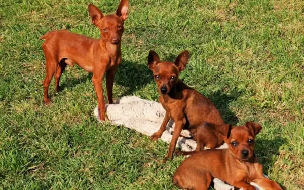 Pinscher miniatura2