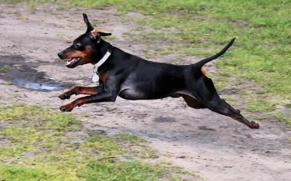 Pinscher miniatura3