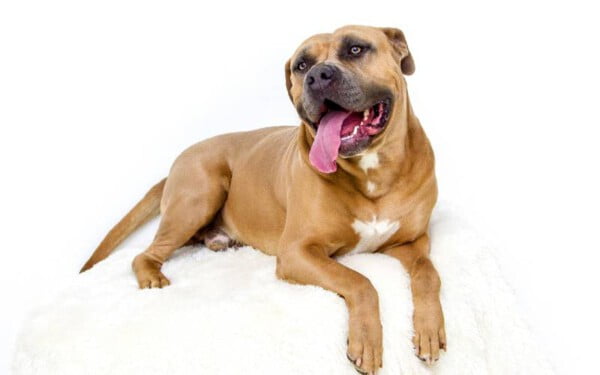 Um post para quem acha pitbulls cruéis Pitbulls1
