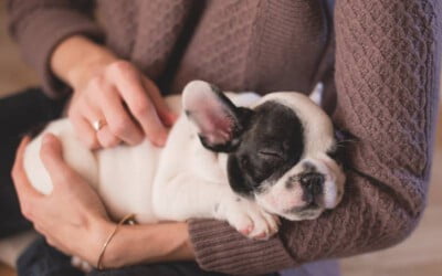 Posição que o cachorro dorme1