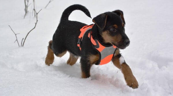 Proteger cachorro inverno