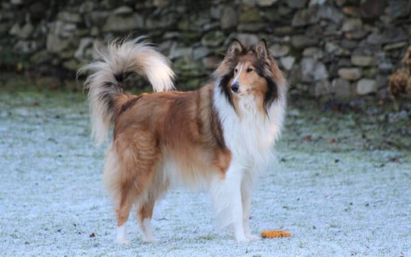 Rough collie: saiba tudo sobre a raça