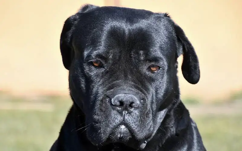 29 raças caninas em risco de extinção raças caninas em risco de extinção