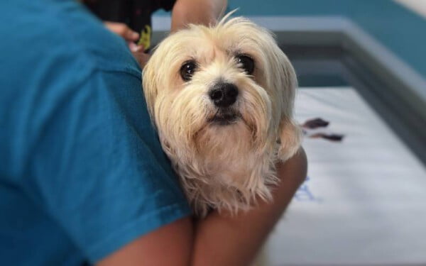 Alergia a picadas em cachorros: saiba o que fazer Alergia a picadas em cachorros: saiba o que fazer