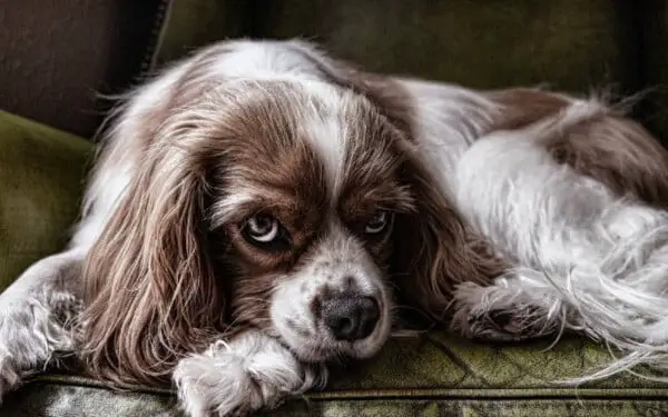 alimentos pelo cachorro