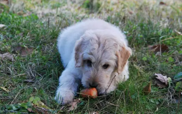 alimentos pelo cachorro2